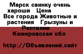 Марск свинку очень хароши › Цена ­ 2 000 - Все города Животные и растения » Грызуны и Рептилии   . Кемеровская обл.